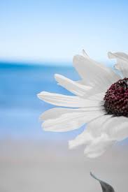 Maybe you would like to learn more about one of these? Flowers Beach White Flowers Day Blue Sky Lockscreen Wallpaper Pikist