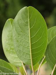 Image result for Phytolacca dioica