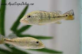 Peacock Bass Azul 2 5 3 Cichla Piquiti Product View