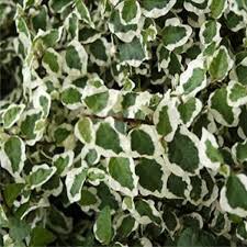 Image result for ficus pumila
