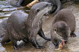 Animal Zoo Life Otter Otter Facts Otters Otters Facts Facts About Otters River Otter Pictures Of Otters River Otters Sea Ott Sea Otter Facts Otters Sea Otter