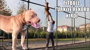 Pitbull Turkiye Rekoru Kirdi Pitbull Egitiminde Son Nokta 2 Kiskirtma Ve Tirmanma Strongest Dog Youtube
