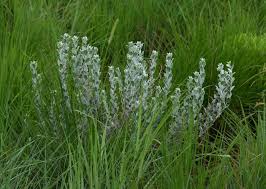 Image result for Convolvulus ocellatus