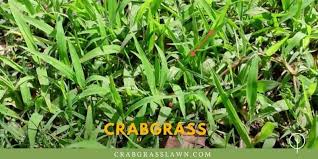 The weed's hardy nature and prolific seed production helps it spread quickly. How To Get Rid Of Crabgrass In Lawn Kill It Naturally Or Using Herbicides