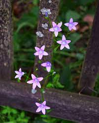 Campanula Patula Spreading Bellflower Plants Garden Plants Campanula