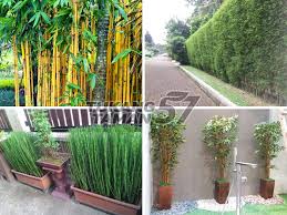 1 like · 1 talking about this. Jual Bambu Hias Bsd Nuansa Taman Nuansa Taman