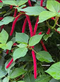 Image result for Kyllinga alba