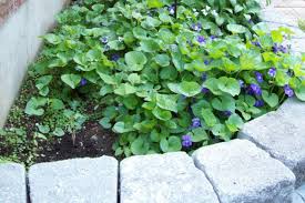 We did not find results for: Homestead Stories Edible Wild Violets Insteading