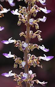 Image result for Coleus sessilifolius