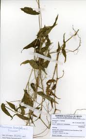 Image result for Panicum brevifolium