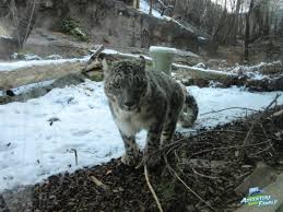 We love how many fun activities for younger children them seem to have: Free Winter Activities In Utah