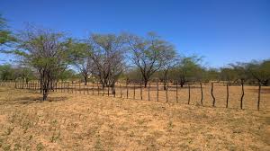 We did not find results for: Sertao De Alagoas Ja Enfrenta Grave Seca Nossa Ciencia