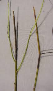 Image result for venturia saliciperda willow tree