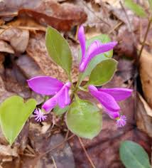 Image result for Ternstroemia polypetala