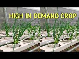 How To Plant Spring Onion In Hydroponics High Demand Youtube