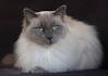 Excellent Ragdoll Kittens for Sale in Ashburn, Virginia ...