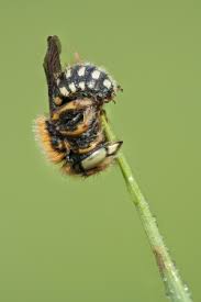 Image result for Erythrocephalum decipiens