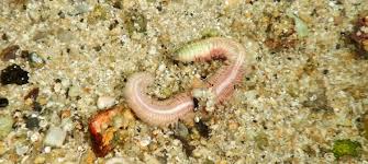 Image result for Polychaeta spp.