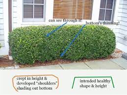 Gardenatoz Boxwood Pruning Garden A To Z Boxwood Landscaping Boxwood Garden How To Trim Bushes