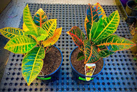 Image result for Crotonogynopsis australis