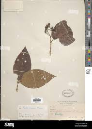 Image result for Rogiera amoena