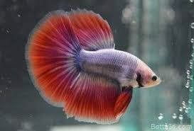 Jual Ikan Cupang Halfmoon Red Mascot Hm26 Betta Id Betta Ikan Cupang Ikan