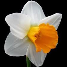 Narcissus Hawley Sunset Daffodils Spring Perennials Narcissus