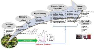 Image result for Grewia pubescens