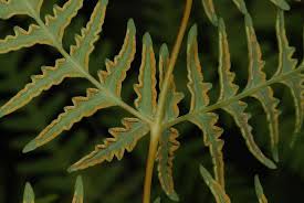 Image result for Dennstaedtiaceae