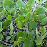 Image result for Falkia