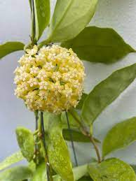 Hoya Incrassata Seeding Yellow Flowers Phytosanitary Certificate Yellow Flowers Seeds Plant Inventory