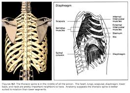 Anatomy of the back organs. How To Improve Rotation While Protecting Your Lower Back Article Tpi