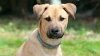 Black Mouth Cur Puppies For Sale / Black Mouth Cur Dog ...