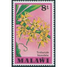 Image result for Tridactyle bicaudata