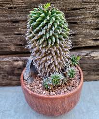 Image result for Euphorbia baylissii