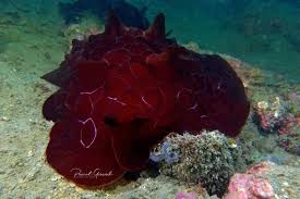 Image result for Pleurostylia africana