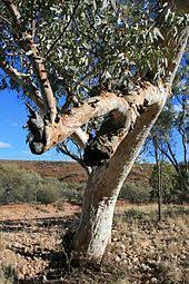 We did not find results for: Eucalyptus Camaldulensis Wikipedia