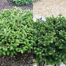 Abies koreana 'starker's dwarf' dwarf korean fir. Fir Korean Abies Fir Korean Abies Koreana Balsamea Abies Balsamea