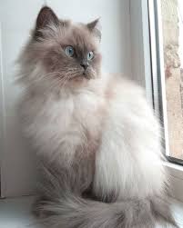 Catsbreedsabyssinian Himalayan Cat Cat Breeds Cats