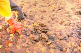 Image result for Bonamia