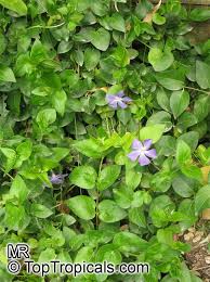 Image result for Vinca major