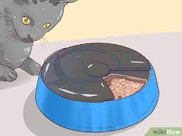 This sleeping pill is considered to be a highly efficient anesthetic drug. How To Put A Hyper Kitten To Sleep 15 Steps With Pictures
