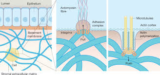 The basement membrane sits between epithelial tissues including mesothelium and endothelium, and the underlying connective tissue. Effects Of Extracellular Matrix Viscoelasticity On Cellular Behaviour Nature