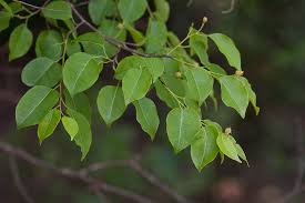 Image result for Maprounea