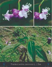 Image result for Tradescantia zanonia