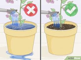 Yellow slime mold in houseplant soil. 3 Ways To Get Rid Of Mold On Houseplants Wikihow
