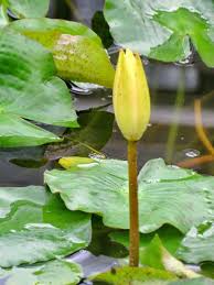 Image result for Nymphaea