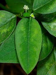 Image result for Euphorbia graminea