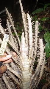 Image result for Rinorea laurentii