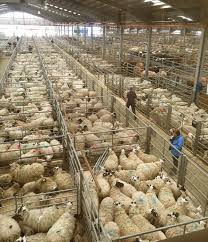 The average weight of entire lambs was 31.7kg compared with 29.9kg for the castrated lambs. Mass Slaughter Must Be Avoided In A No Deal Brexit The Scottish Farmer